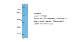 OVOL2 Rabbit anti-Human, Polyclonal, Novus Biologicals 0.1 mL | Buy Online | Novus Biologicals | Fisher Scientific
